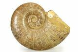 Jurassic Ammonite (Lobolytoceras) Fossil - Madagascar #317658-1